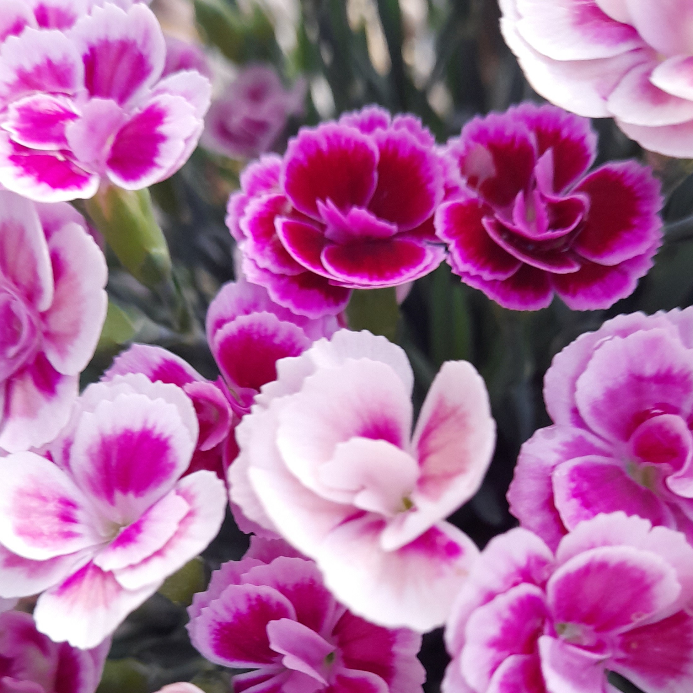 Photo de Jacqueline GALLAIS